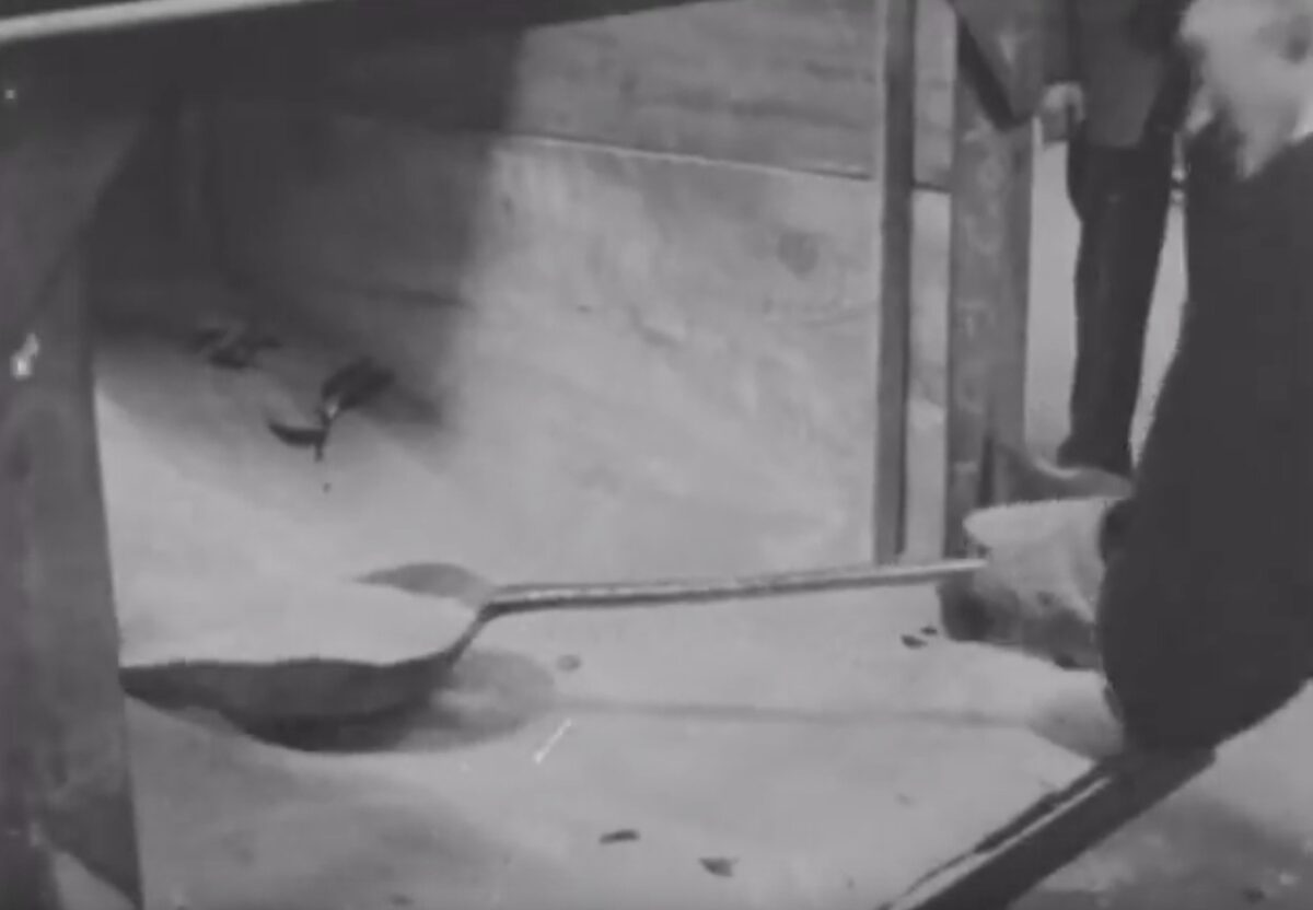 Chance Glass Exhibition Midlands News, 1957chance Glass Exhibition Midlands News, 1957